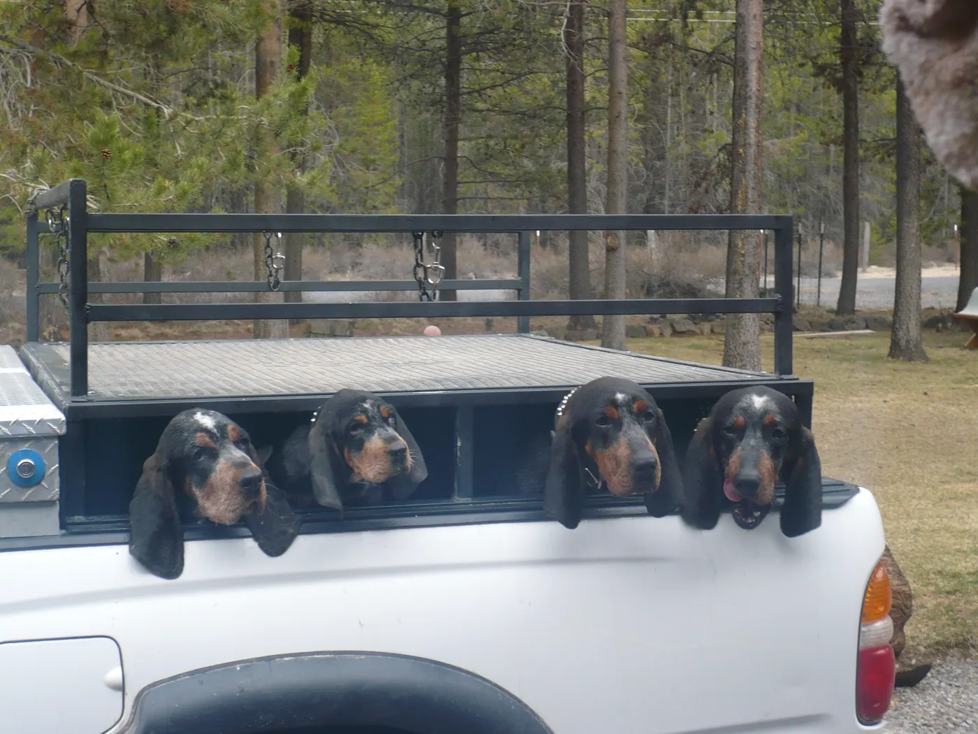Phipps Bluetick photo 15
