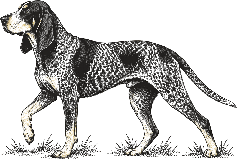 Illustration of a purebred Bluetick hound