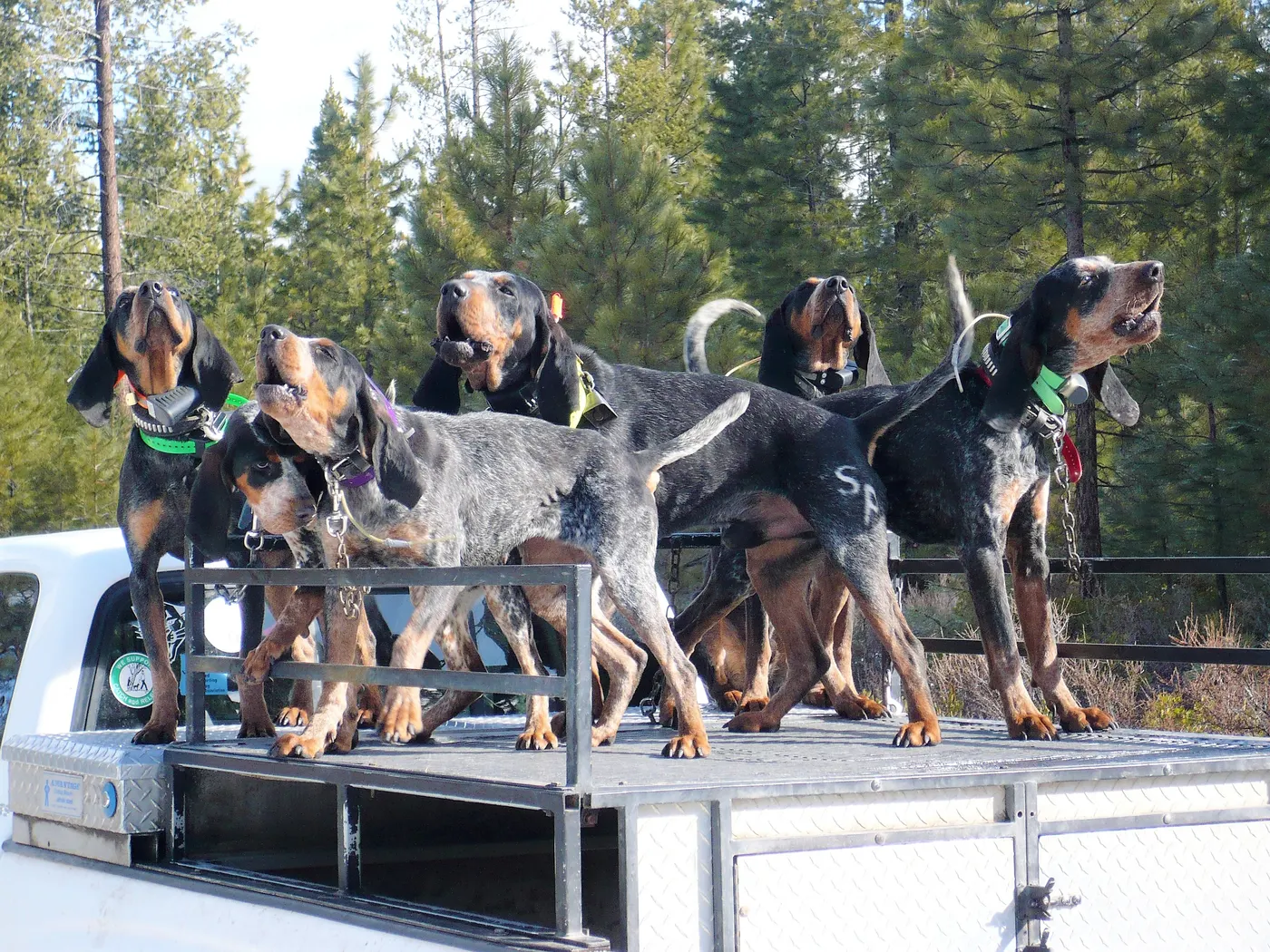 Phipps Bluetick photo 17