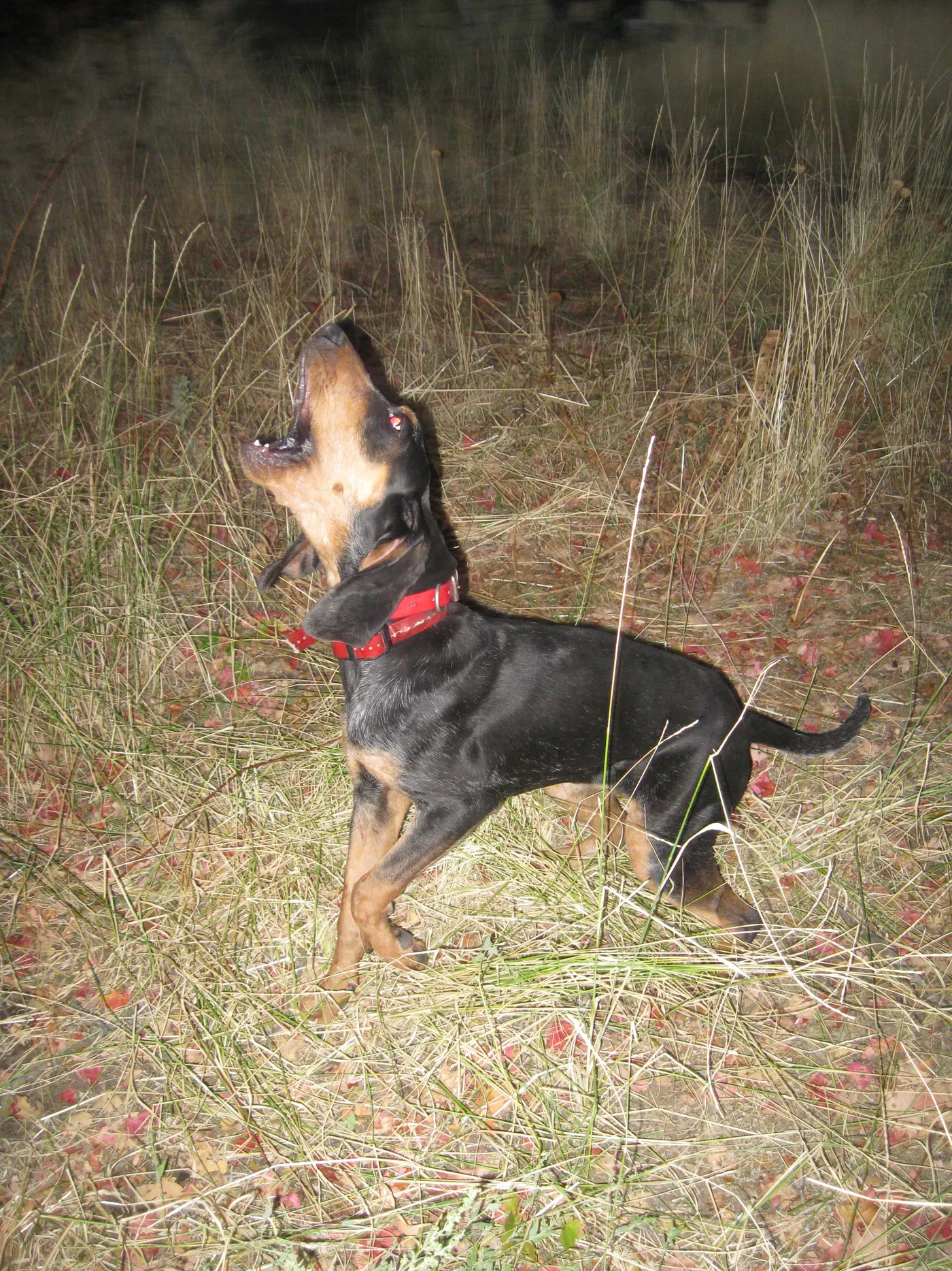 Phipps Bluetick photo 12