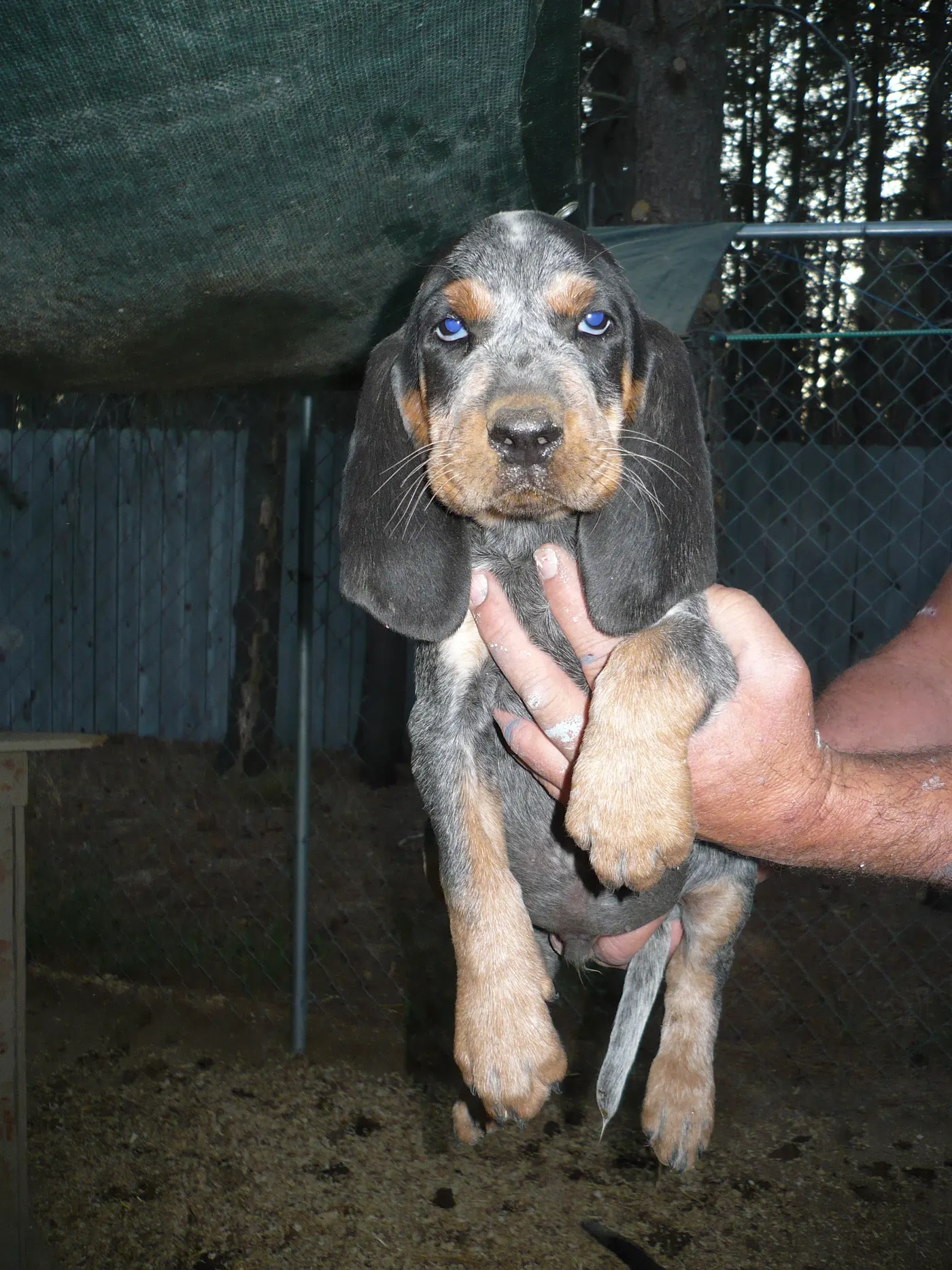 Phipps Bluetick photo 27