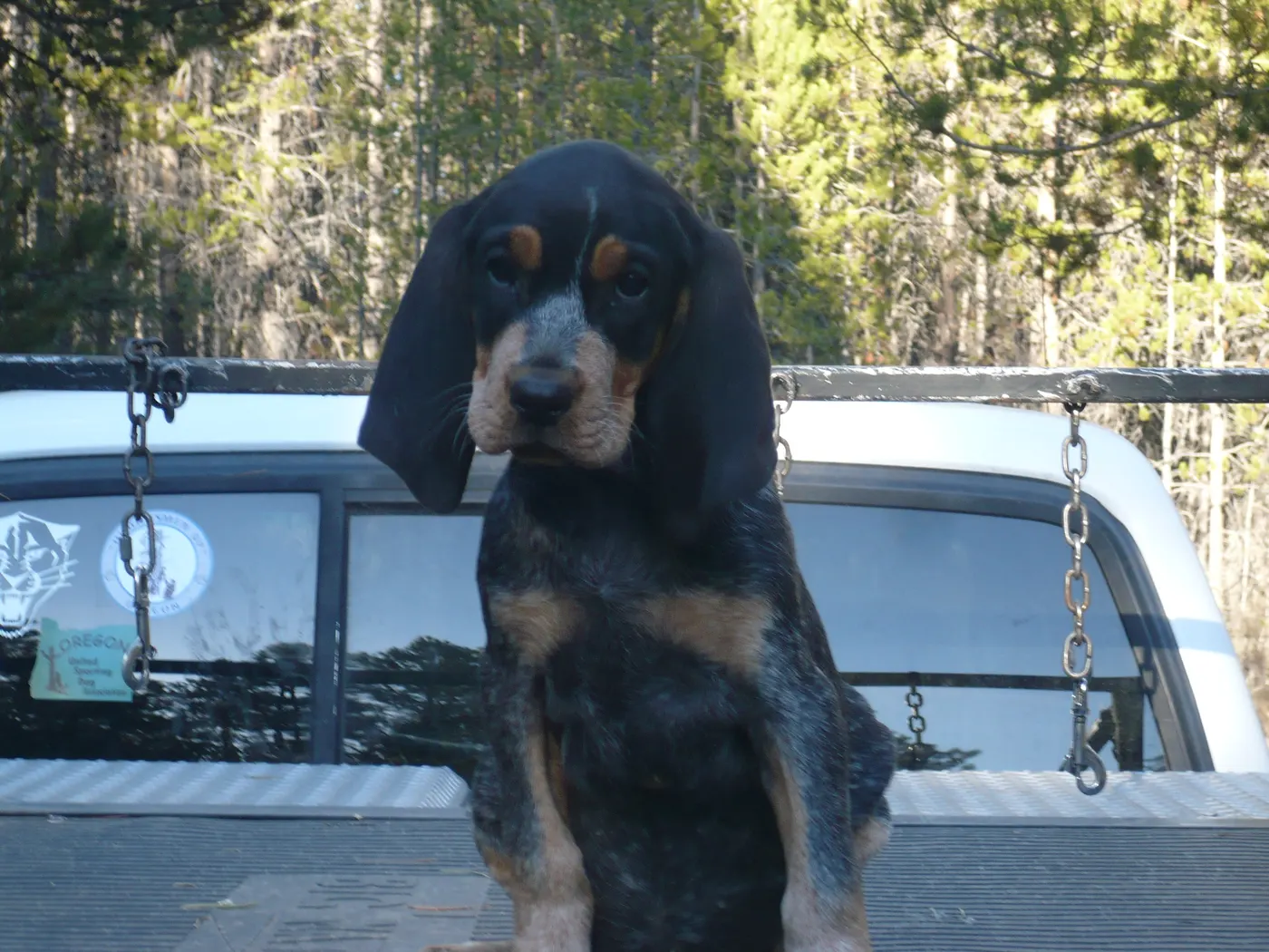 Phipps Bluetick photo 18