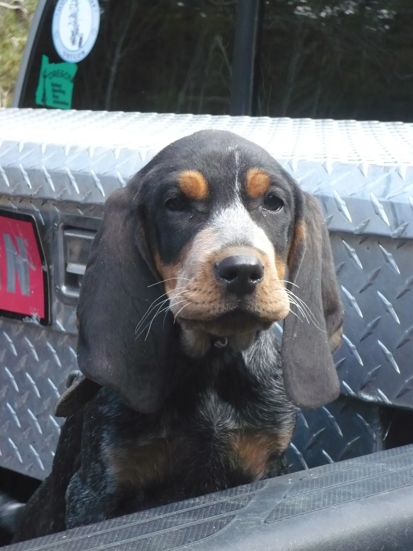 Phipps Bluetick photo 30