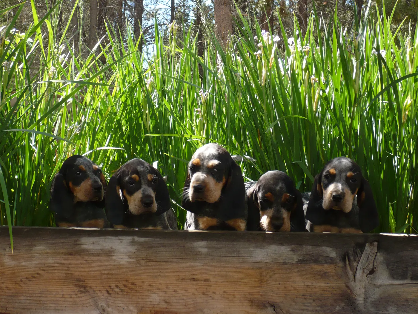 Phipps Bluetick photo 11