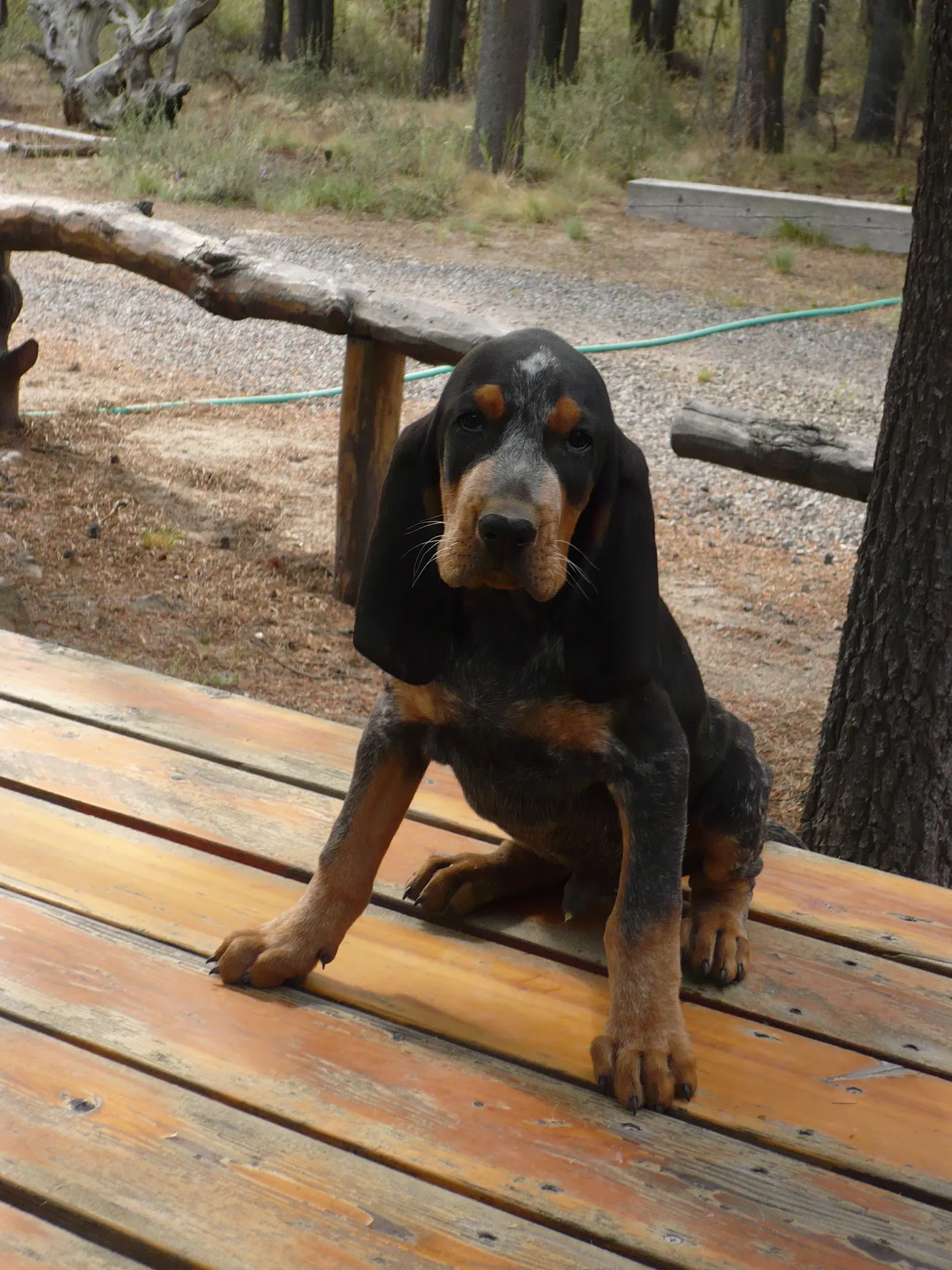Phipps Bluetick photo 19